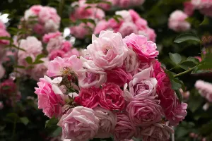 Verwirkliche jede Rose