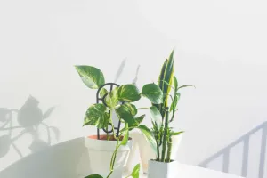 Philodendron, planta ideală