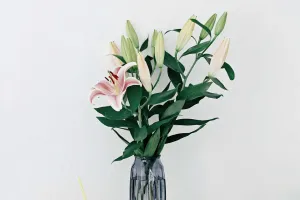 Frische Lilienpflege