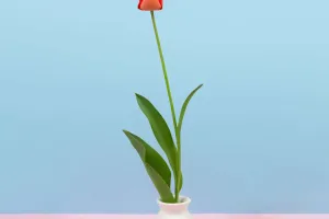 Bí Quyết Trồng Hoa Tulip