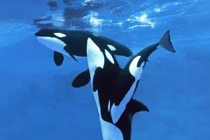 Cultura animal