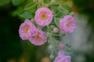 Rosenpflege 101