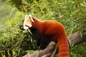 Red Panda Summer Secrets