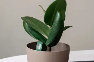 Ficus Elástico