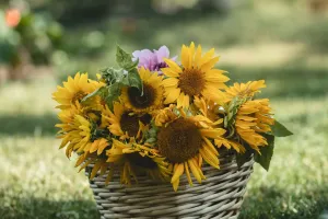 Sonnenblumenbewegung