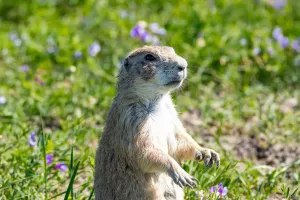 Ingénieurs des prairies