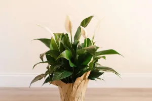 Indoor Tropical Plants