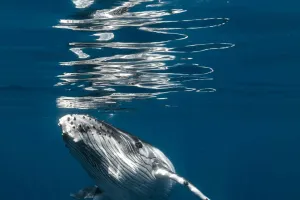 Ballena récord