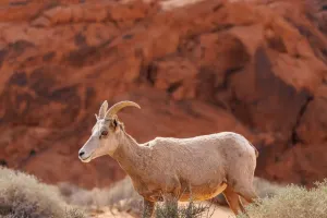 Mouflons d’Amérique