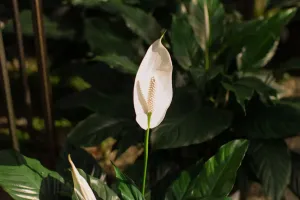 Lucky Houseplants Guide