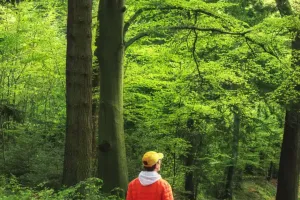 Forêts et climat