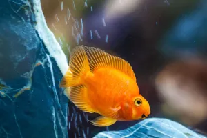 Sommeil des poissons