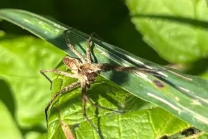Aranha Trapaceira