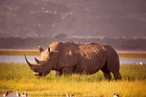 Corne de Rhinocéros
