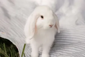 Jaula de Conejo