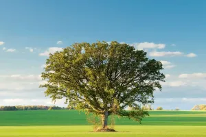 Plants That Sustain Life