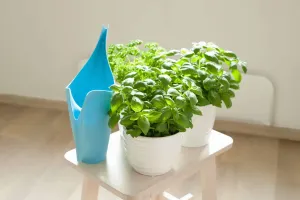 Mẹo giúp cây ra nhiều hoa