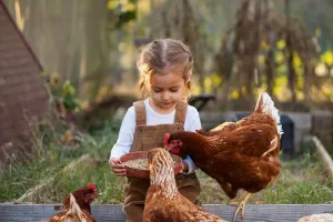 Hühnerhaltung für Kinder
