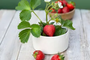 Bí Quyết Trồng Dâu Tây