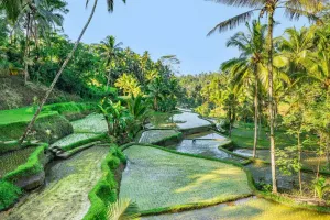 Panorama Tegalalang