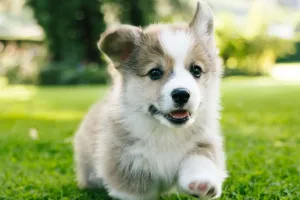 Yavru Köpek