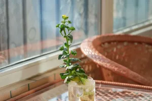Bí Quyết Trồng Cây Trong Nhà