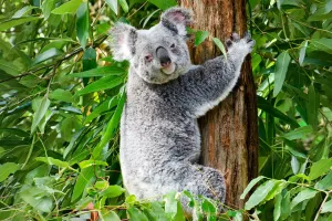 Koala fără mister
