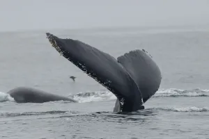 Balenele revin în Atlantic