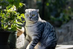 Bí Mật Thói Quen Của Mèo