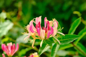 Dược Liệu Quý Quen Thuộc