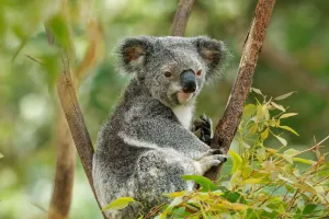 Koalaların Gizli Mücadelesi