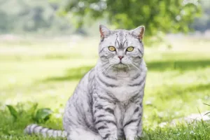 Cẩm Nang Chăm Sóc Mèo