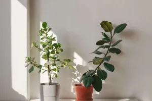 Cây Cảnh Lợi Ích Bất Ngờ