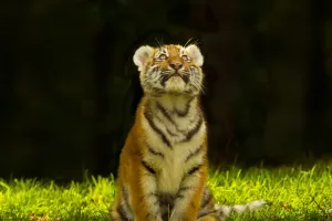 Жизненный путь тигра
