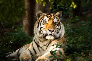 Griffes de Tigre