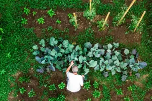 Grow Plants, Grow Wellbeing