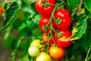 Bio-Tomaten anbauen