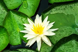 L'effet lotus