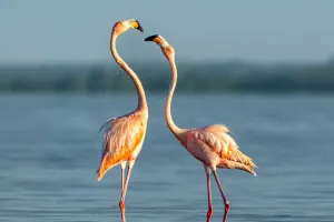 Flamingi la râu