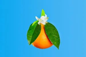 Hành trình cam ngọt