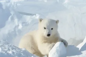 Полярные медведи