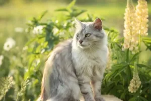 Rancune féline