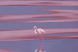 Почему фламинго розовые
