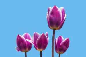 5 Tulip Tím Đẹp Mê Hồn