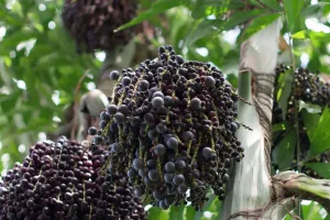 Açaí do Brasil