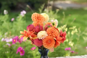 Des dahlias éclatants