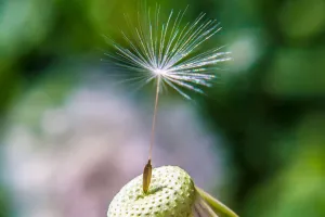 Hành Trình Của Một Hạt Giống