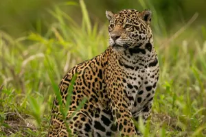 Pantanal: vida selvagem