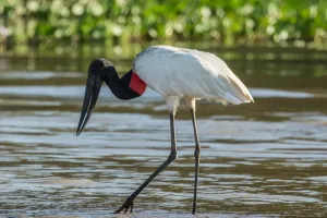 Pantanal brasileiro