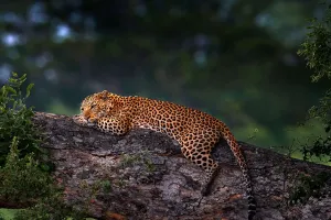 Leopard Secret Talk